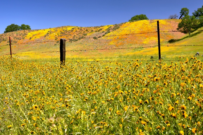 Glorious Fields