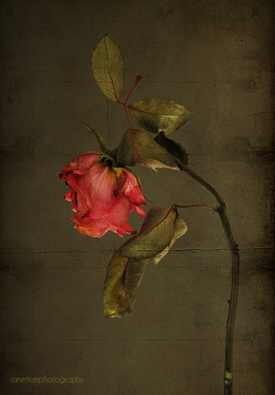 fading rose