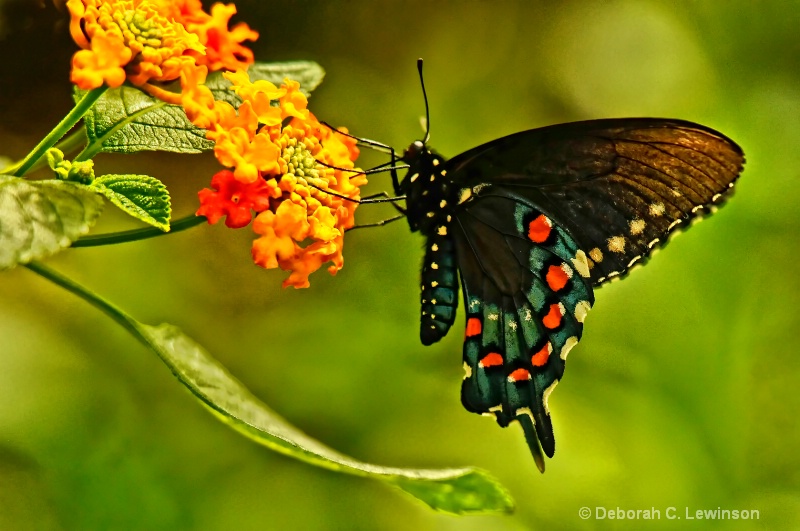 Sipping Nectar - ID: 9999104 © Deborah C. Lewinson