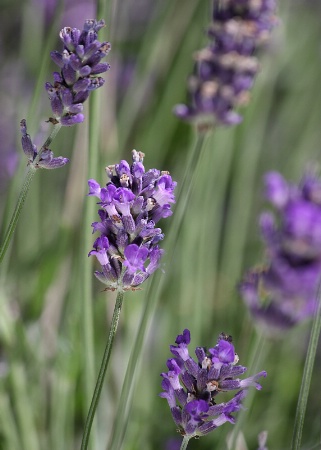 Lavender pattern