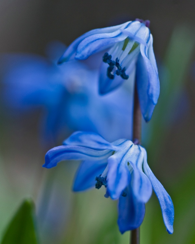 Siberian Squill