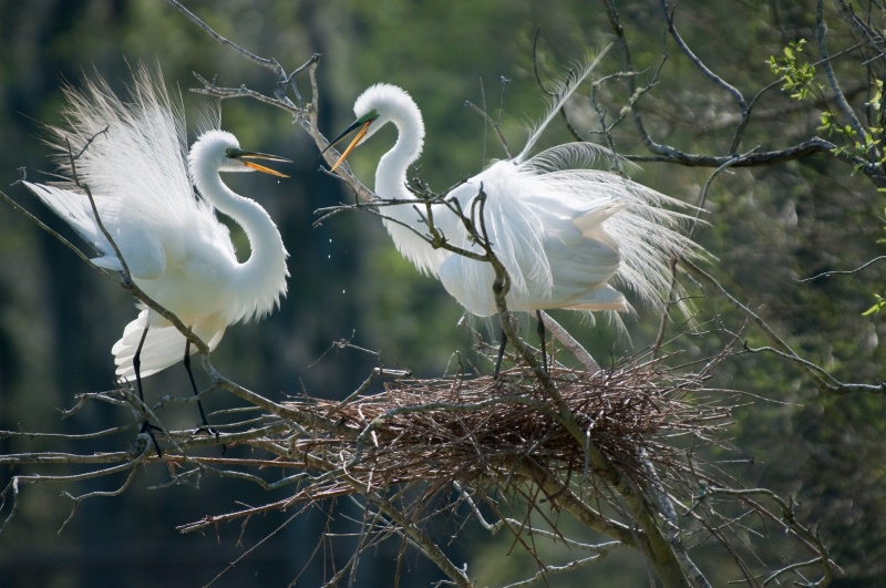 Mating egrets