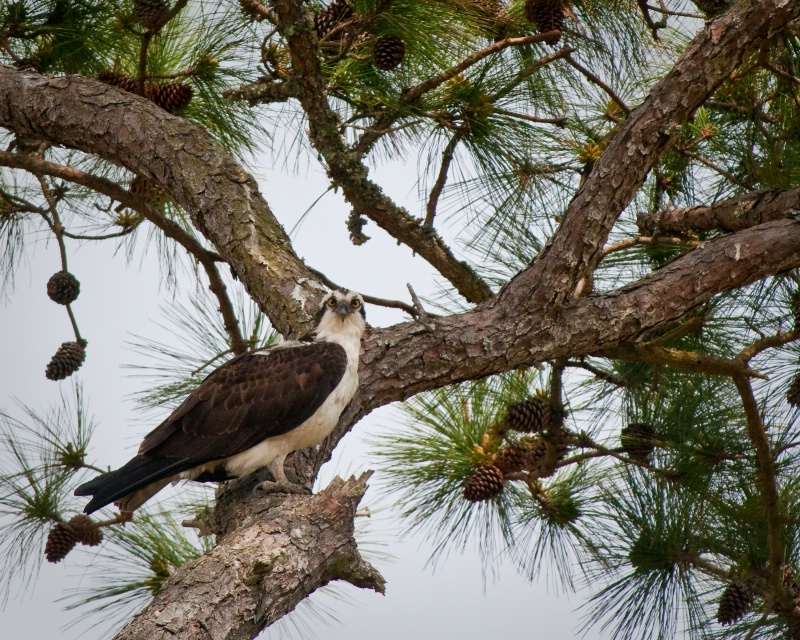 Osprey near the nest