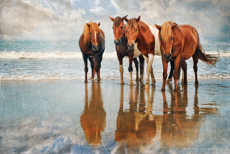 Wild Horses