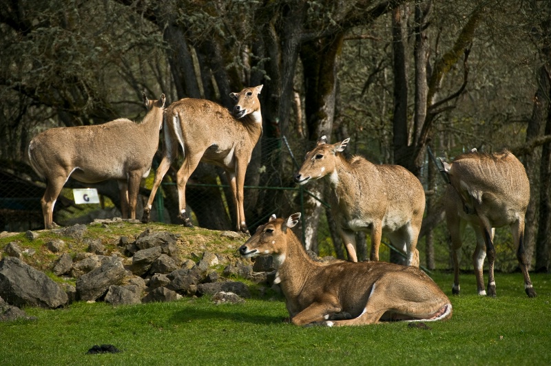 Nilgai Antelope Cows, Wildlife Safari-OR - ID: 10001792 © Denny E. Barnes
