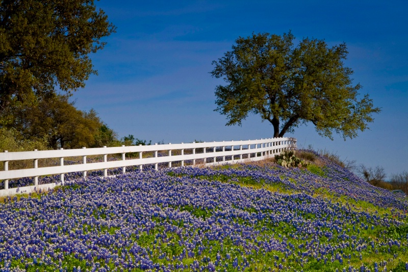 Texas Hill Country Bluebonnets