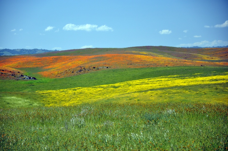 Gorgeous California