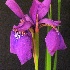 Purple Asian Iris No. 1 - ID: 10003206 © Myron Schiffer