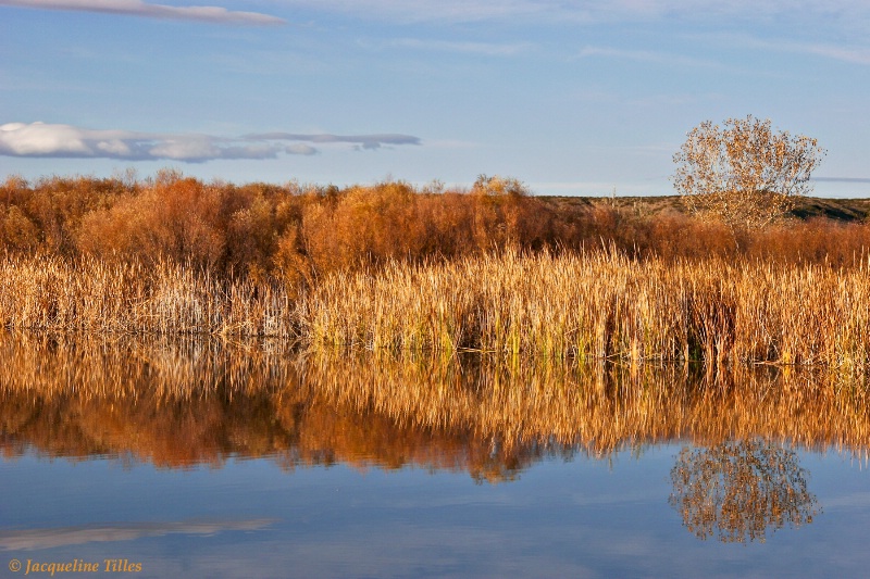 Reed Reflection - ID: 10004268 © Jacqueline A. Tilles