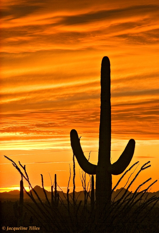 Saguaro Silhouette - ID: 10004282 © Jacqueline A. Tilles