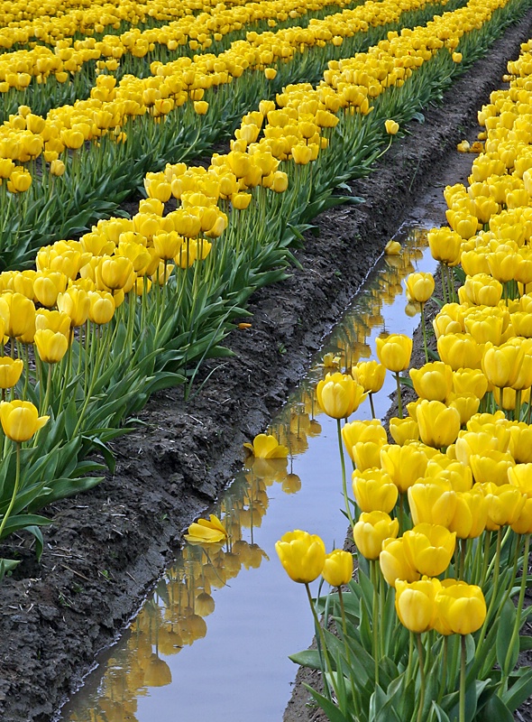 Yellow Tulips