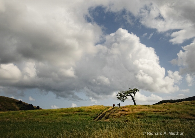 Hanging Tree and Hikers 