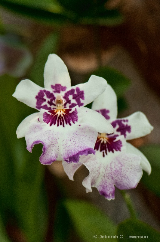 Orchids - ID: 10005589 © Deborah C. Lewinson