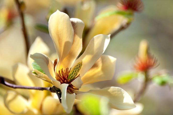 Butterflies Magnolia