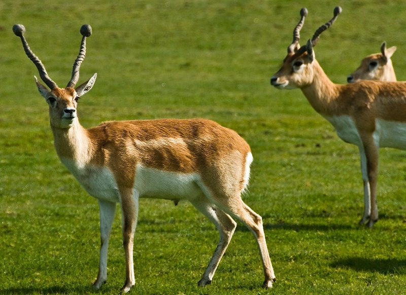 Gazelle, Wildlife Safari-Oregon - ID: 10007466 © Denny E. Barnes