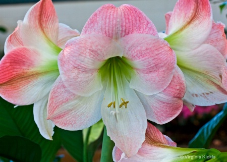 Amaryllis