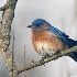 img 5065 eastern bluebird - ID: 10007664 © Cynthia Underhill