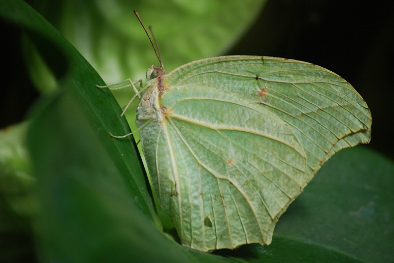 Leaf Alive