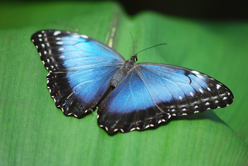 Morpho