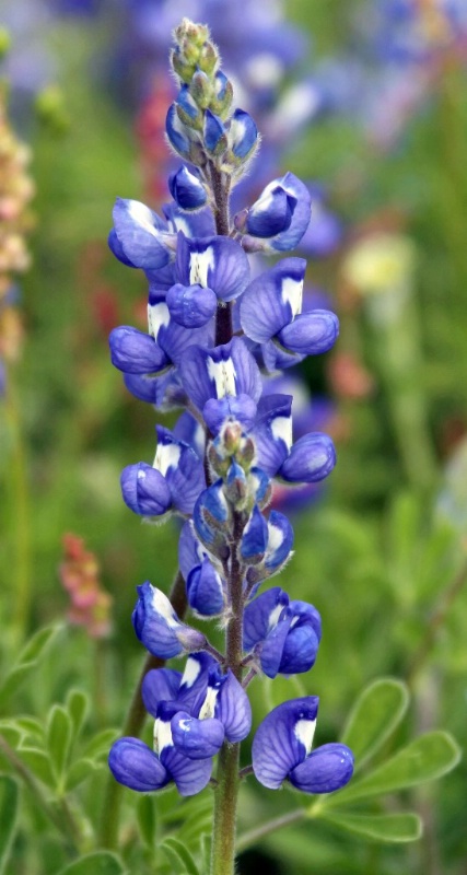 Texas Bluebonnet