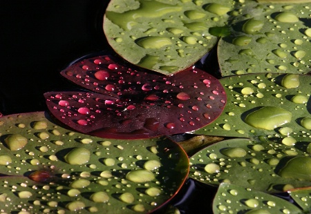 Rain drops over water lily leaves