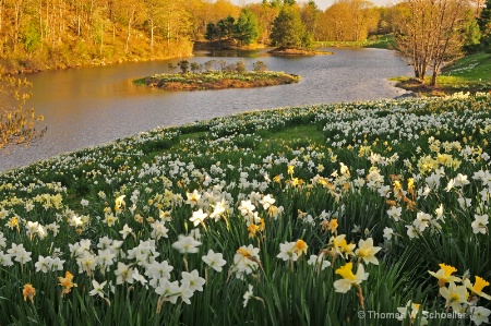 "Field of Daffodils"