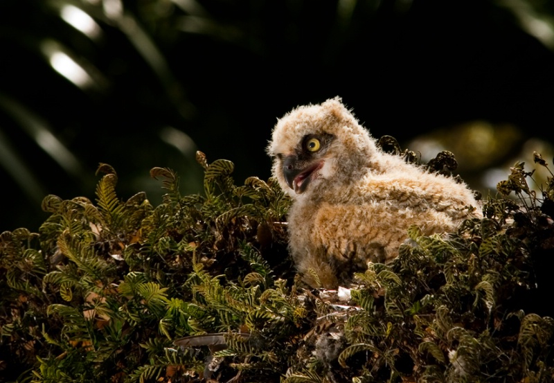 Horned Owl chick 2 - ID: 10010410 © Michael Cenci