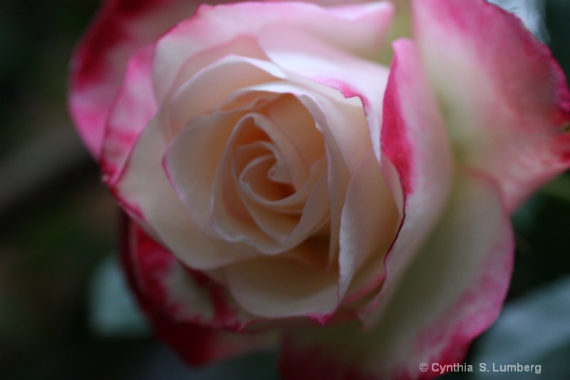 Divine Mercy Rose - ID: 10010552 © Cynthia S. Lumberg