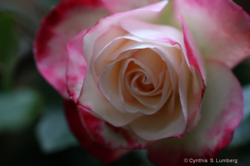 Divine Mercy Rose - ID: 10010554 © Cynthia S. Lumberg