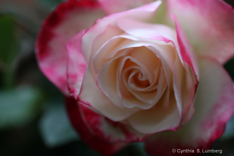 Divine Mercy Rose - ID: 10010557 © Cynthia S. Lumberg