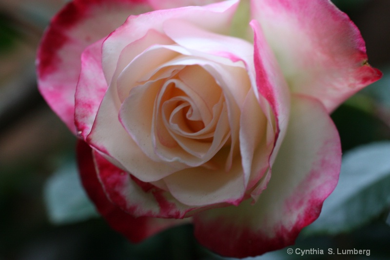 Divine Mercy Rose - ID: 10010558 © Cynthia S. Lumberg