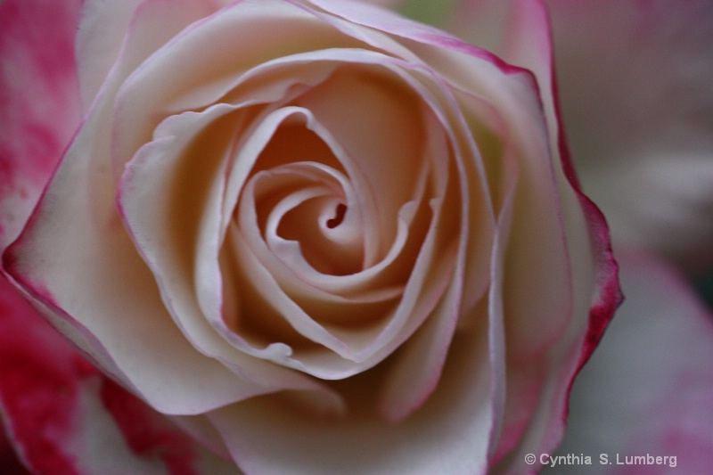 Divine Mercy Rose - ID: 10010561 © Cynthia S. Lumberg