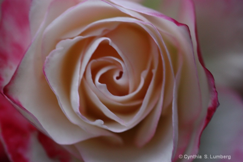 Divine Mercy Rose - ID: 10010563 © Cynthia S. Lumberg