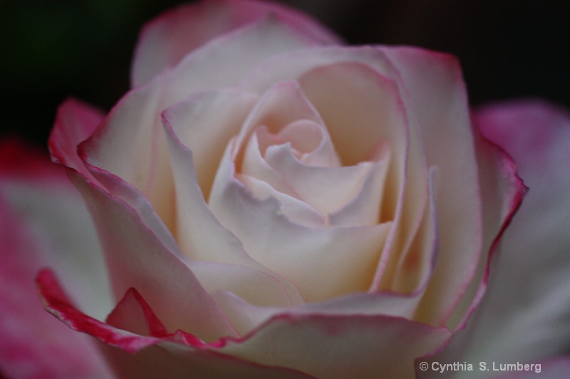 Divine Mercy Rose - ID: 10010565 © Cynthia S. Lumberg