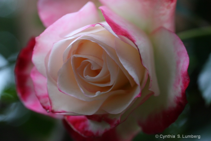Divine Mercy Rose - ID: 10010608 © Cynthia S. Lumberg