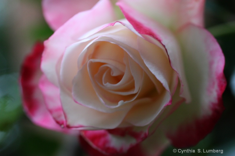 Divine Mercy Rose - ID: 10010609 © Cynthia S. Lumberg