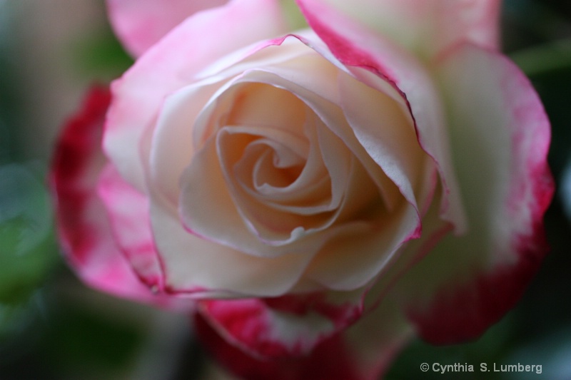 Divine Mercy Rose - ID: 10010610 © Cynthia S. Lumberg