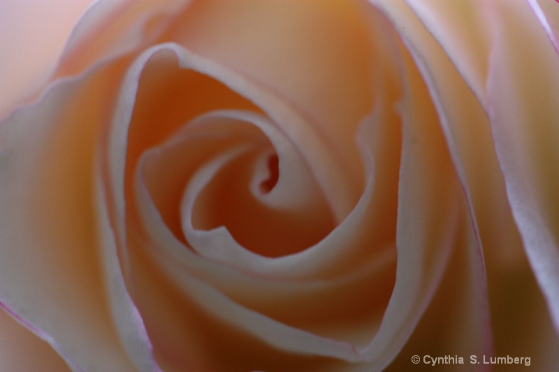 Divine Mercy Rose - ID: 10010612 © Cynthia S. Lumberg