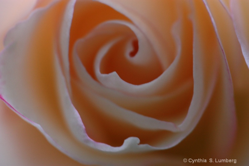 Divine Mercy Rose - ID: 10010613 © Cynthia S. Lumberg
