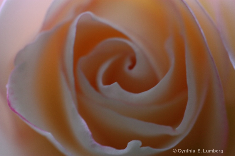Divine Mercy Rose - ID: 10010614 © Cynthia S. Lumberg