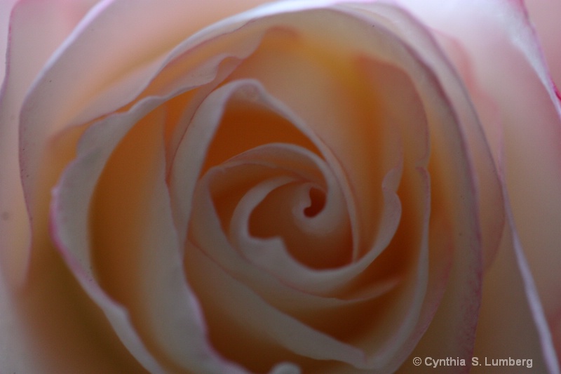 Divine Mercy Rose - ID: 10010616 © Cynthia S. Lumberg