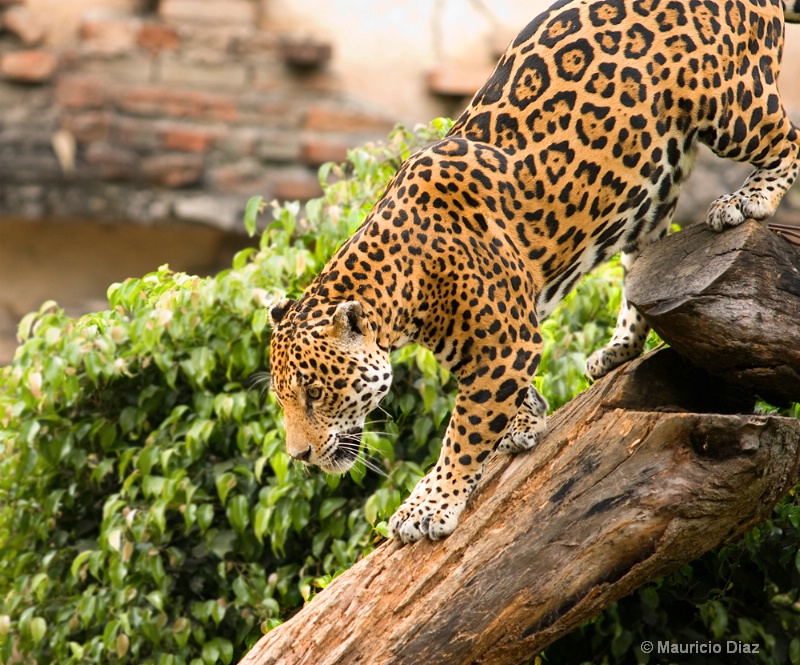 Jaguar - ID: 10010952 © Mauricio Diaz