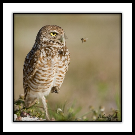 Owl&Friend