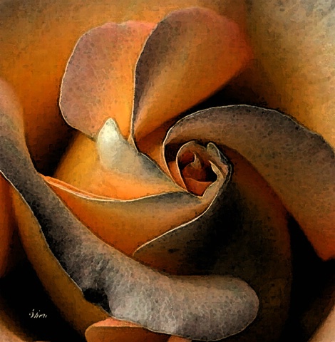 Rose Art - ID: 10013352 © Sheri Camarda