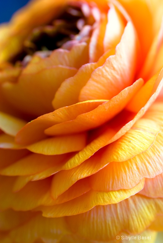 orange layers - ID: 10013470 © Sibylle Basel