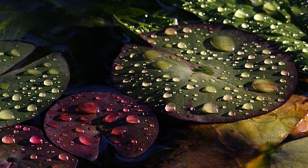 Rain drops over water lily leaves #2