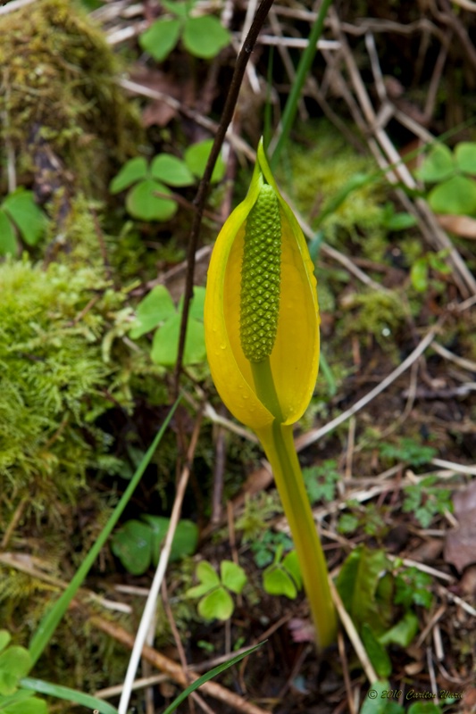 sfall10 0217 - Skunk Cabbage