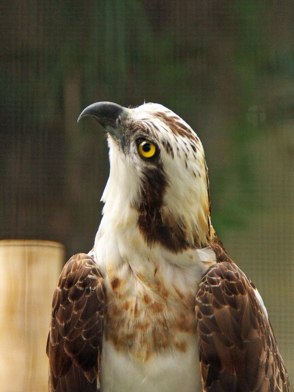 Osprey Portrait