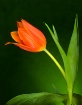 Tulip Portrait