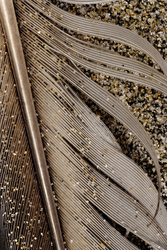 Feather On The Beach